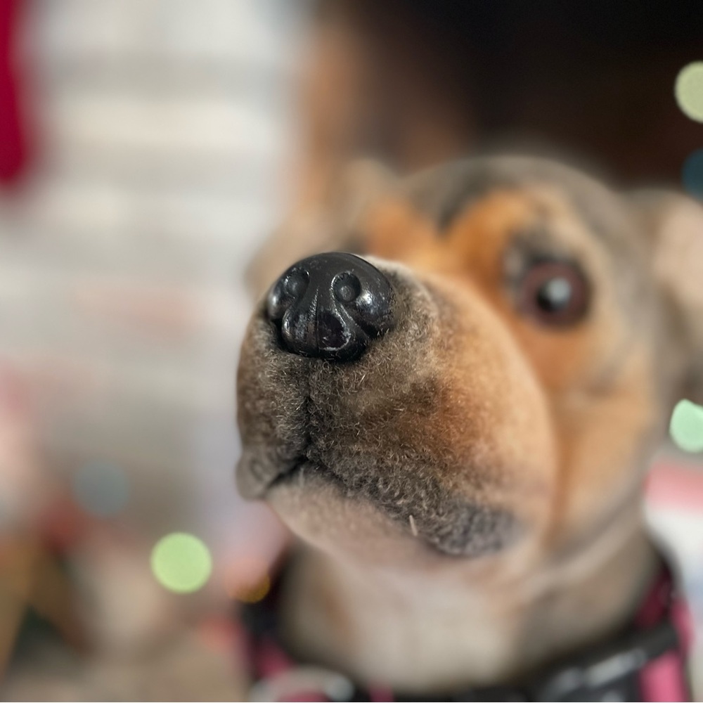 Meet your Posher, Natalie